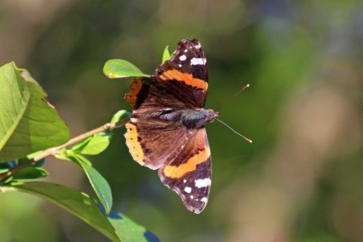 190324 Red admiral