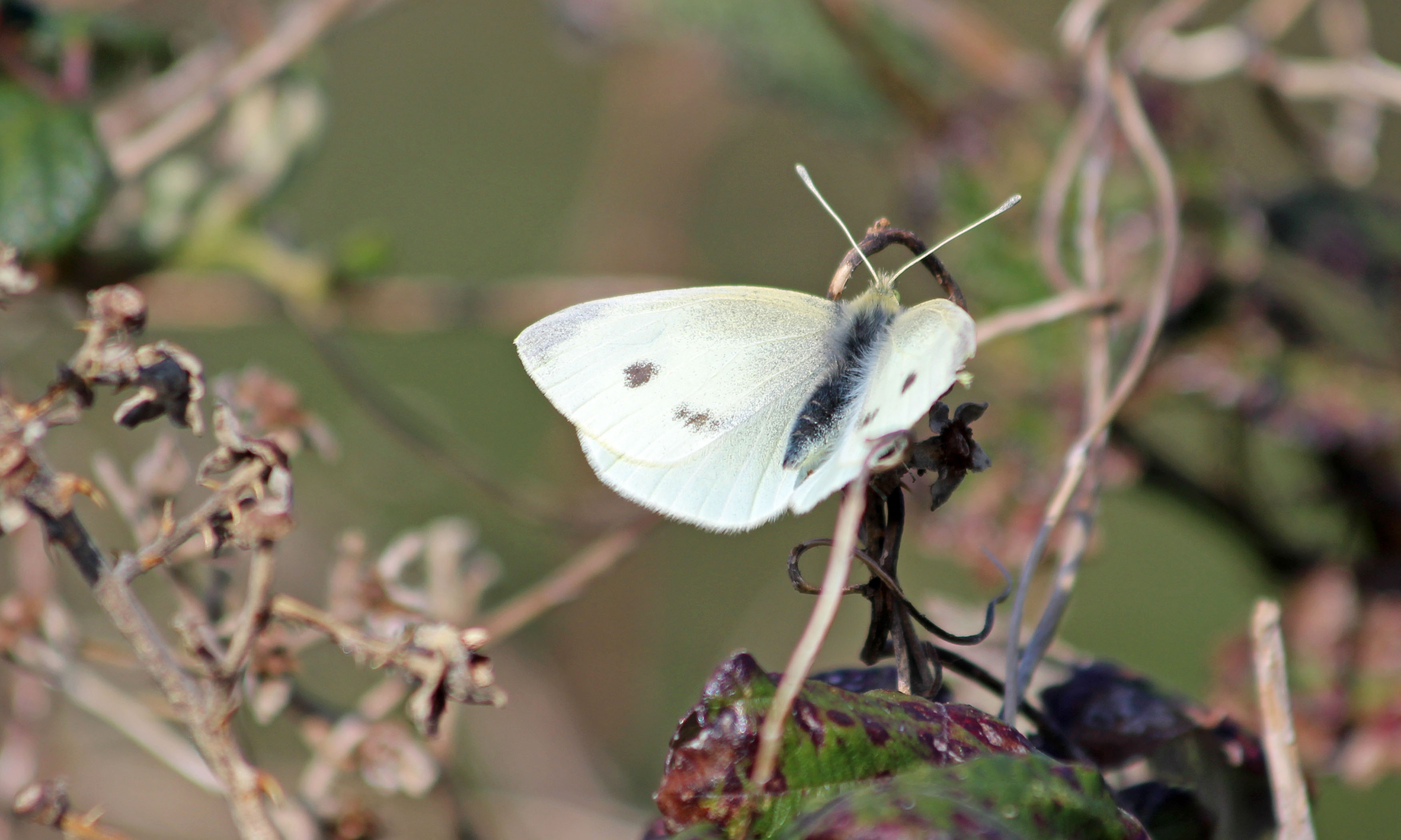 190328 white butterfly (1)