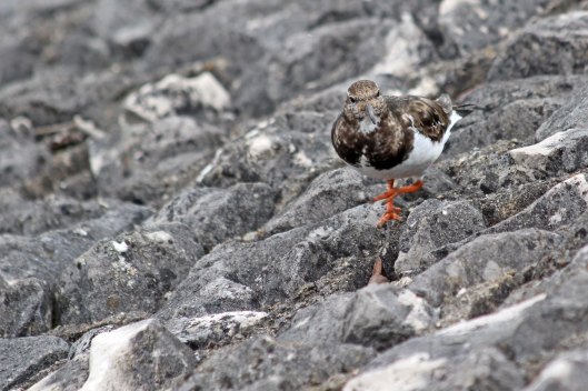 190329 turnstone (1)