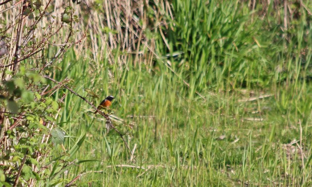 124 common redstart