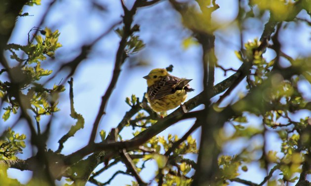 125 yellowhammer