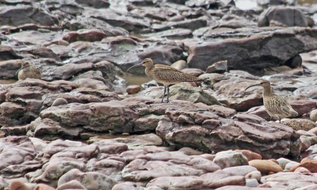 133 whimbrel