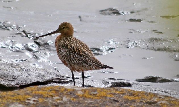 134 bar-tailed godwit