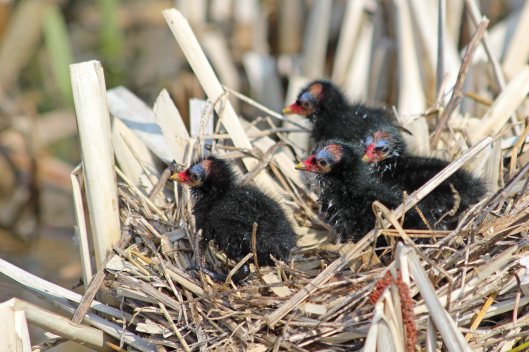 190401 moorhen family (1)