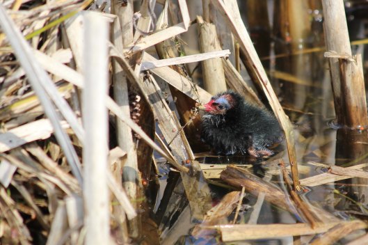 190401 moorhen family (3)