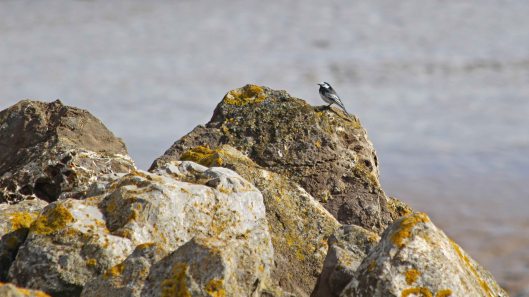 190402 pied wagtail (1)