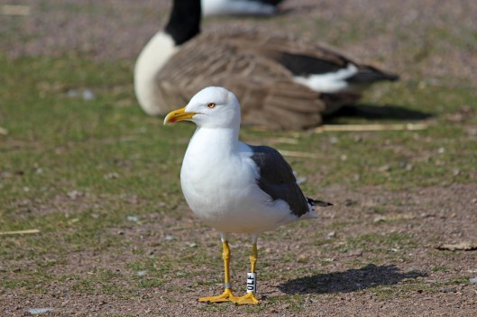 190412 Lesser black-backed gull ringed
