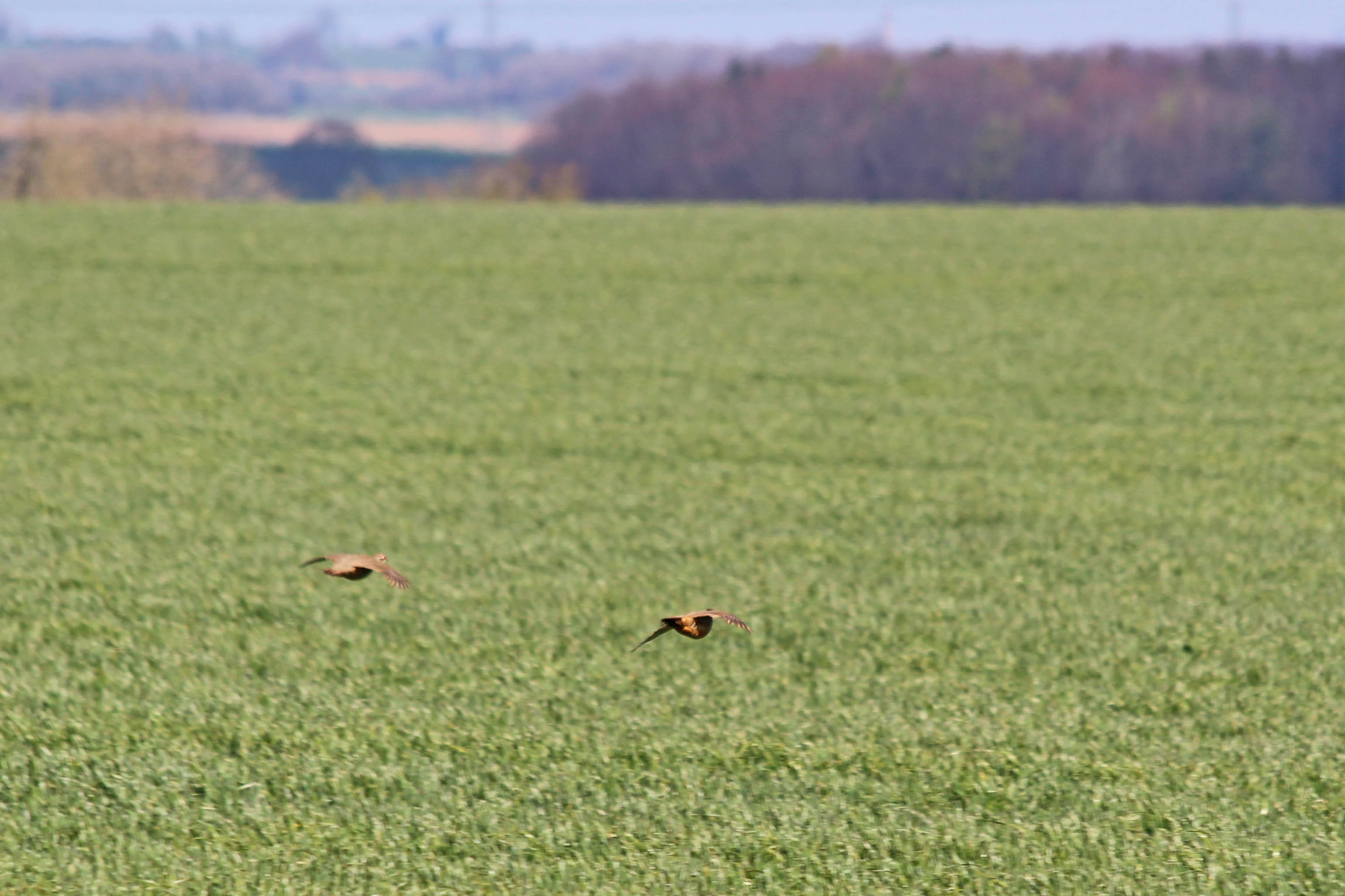 190413 5 red-legged partridge