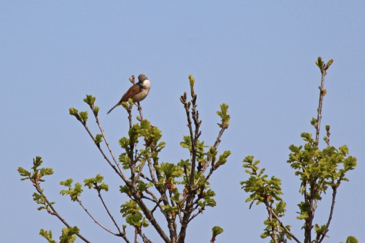 190419 whitethroat (1)