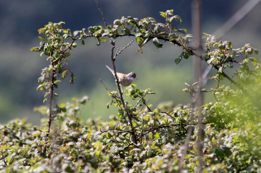 190419 whitethroat (2)