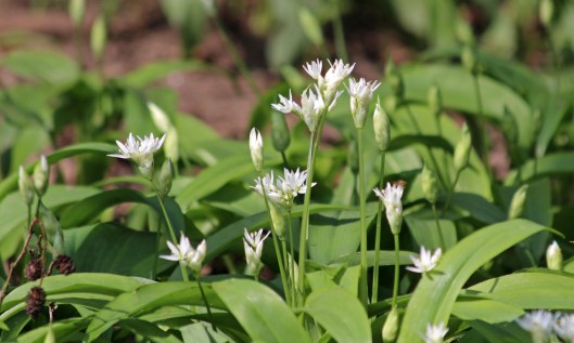 190420 ramsons (1a)