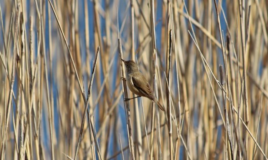 190421 reed warbler (3)