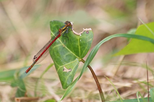 190422 Large red damselfly