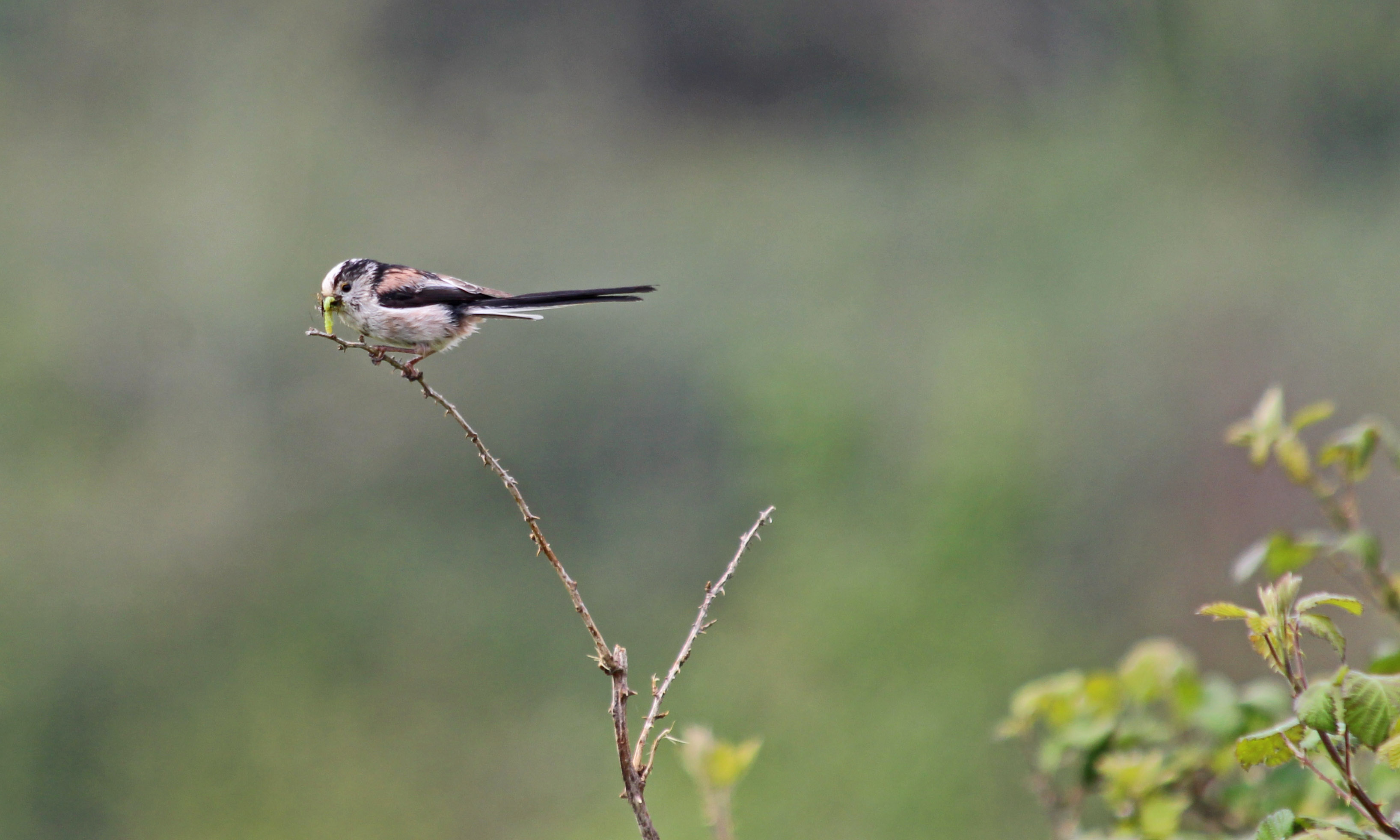 190429 Long-tailed tit (1)
