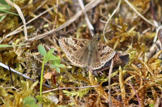 190430 dingy skipper 1