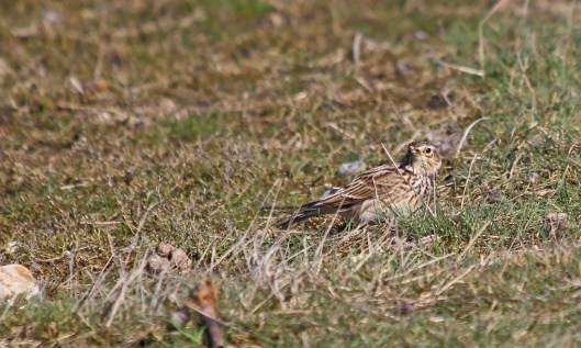 190506 skylark (2)