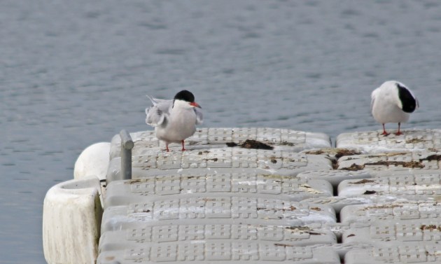 153 common tern