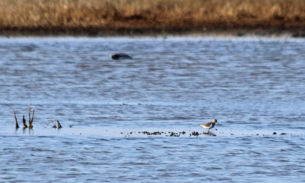 154 common sandpiper