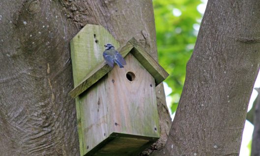 190501 blue tit (1)