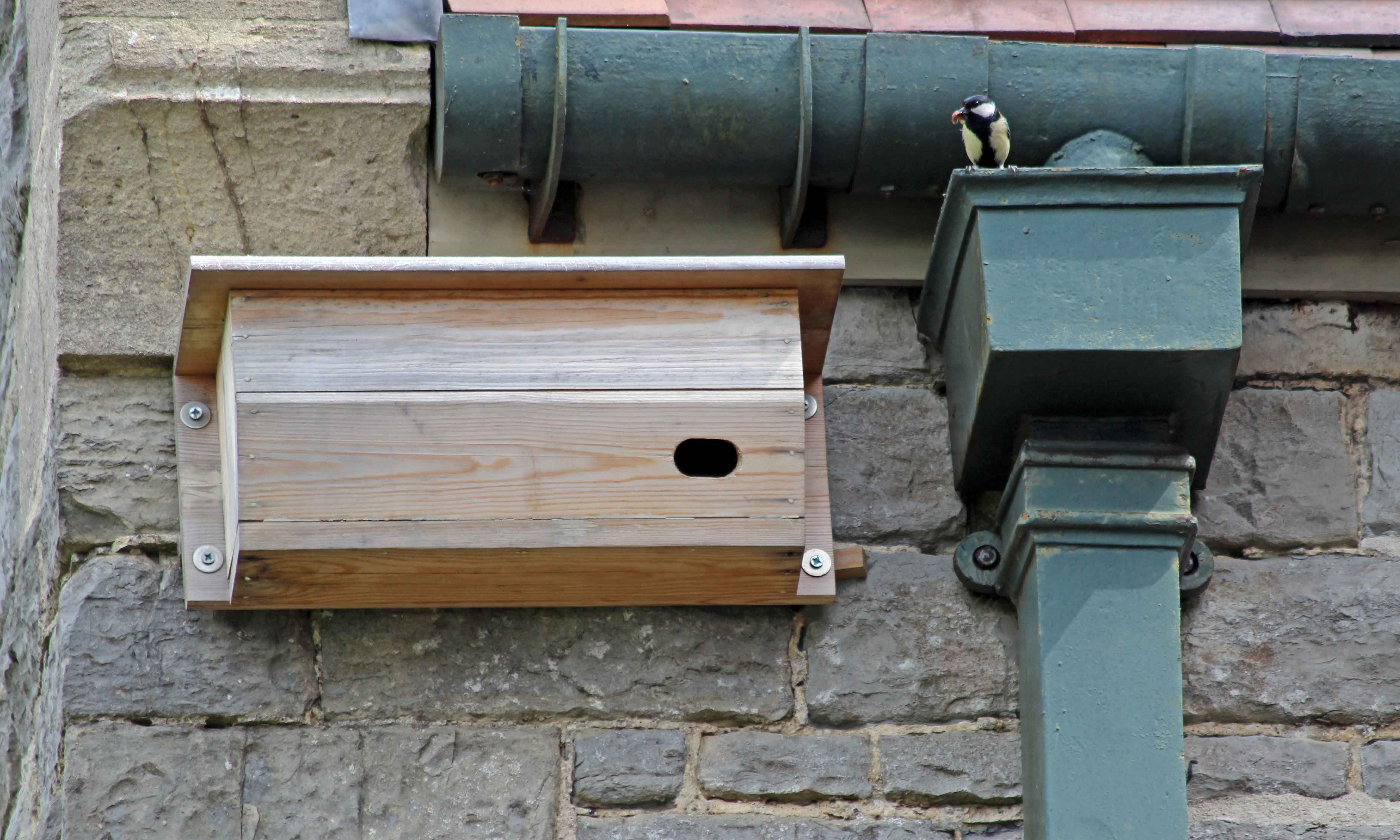 190501 great tit (1)