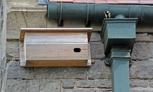 190501 great tit (1)