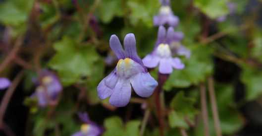 190508 wildflowers (1)