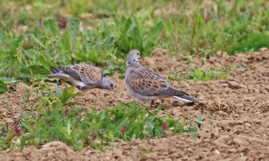 190509 turtle dove (4)