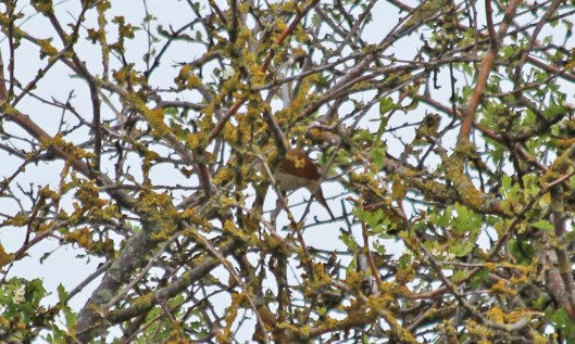 190511 nightingale (3)