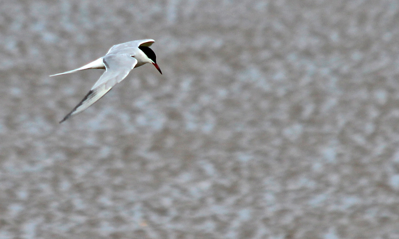 190513 common terns (1)