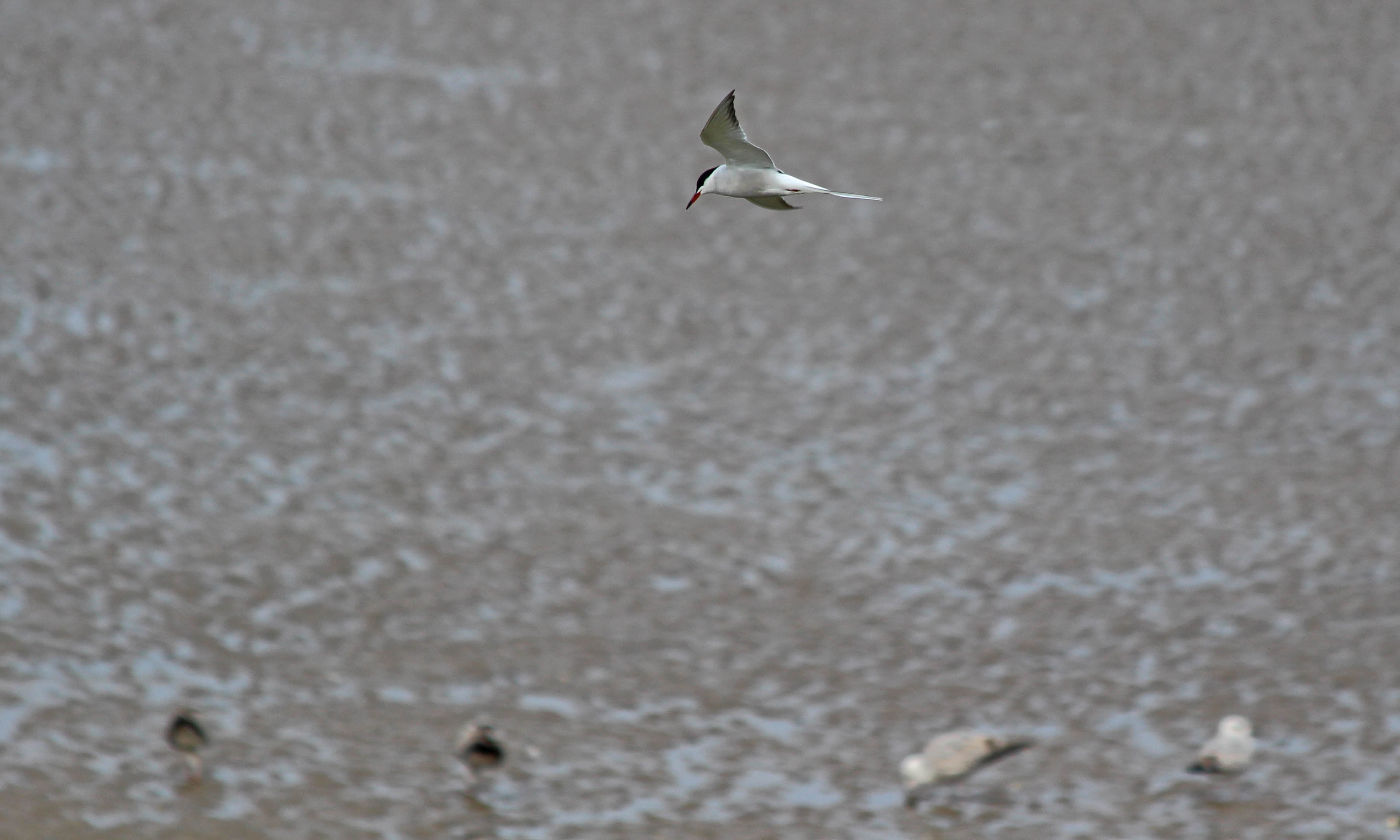190513 common terns (2)