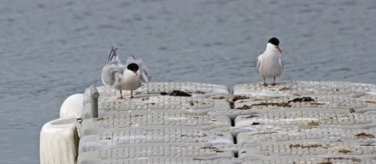 190513 common terns (4)