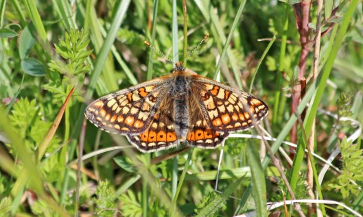 190513 marsh fritillary