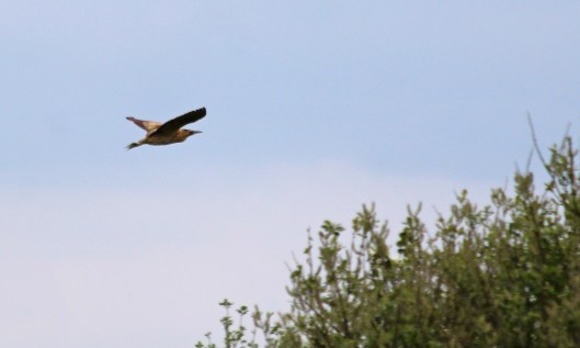 190514 bittern (1)