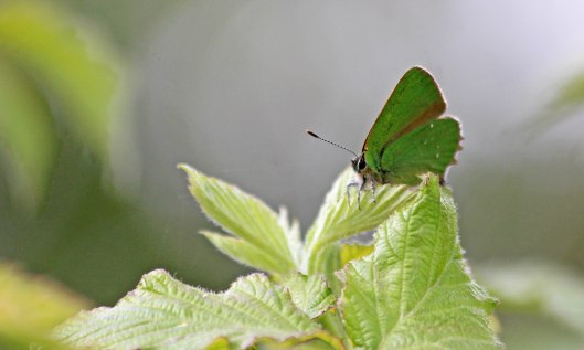 190515 green hairstreak (1)