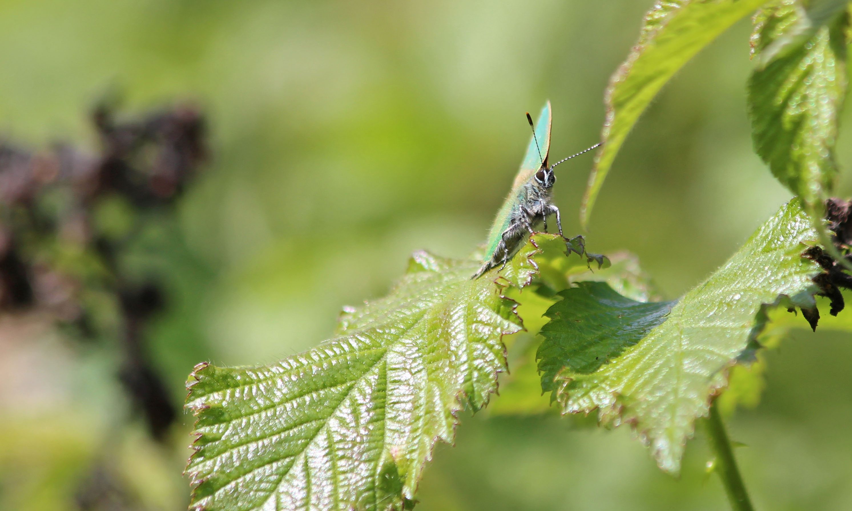190515 green hairstreak (3)