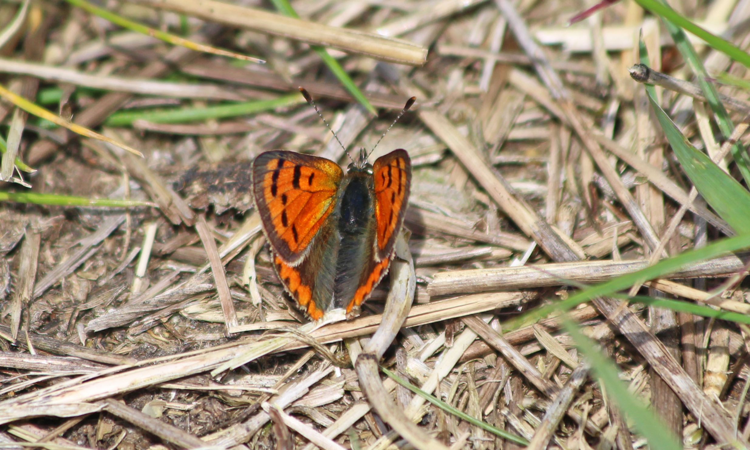 190515 small copper