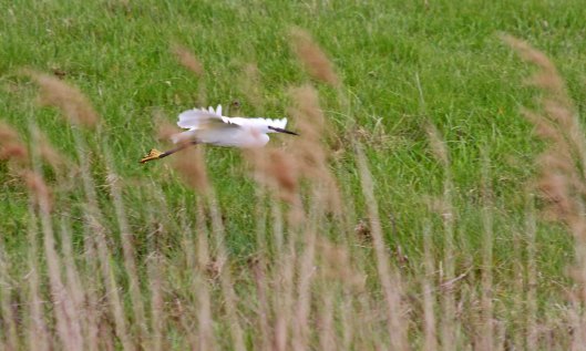 190516 little egret (1)
