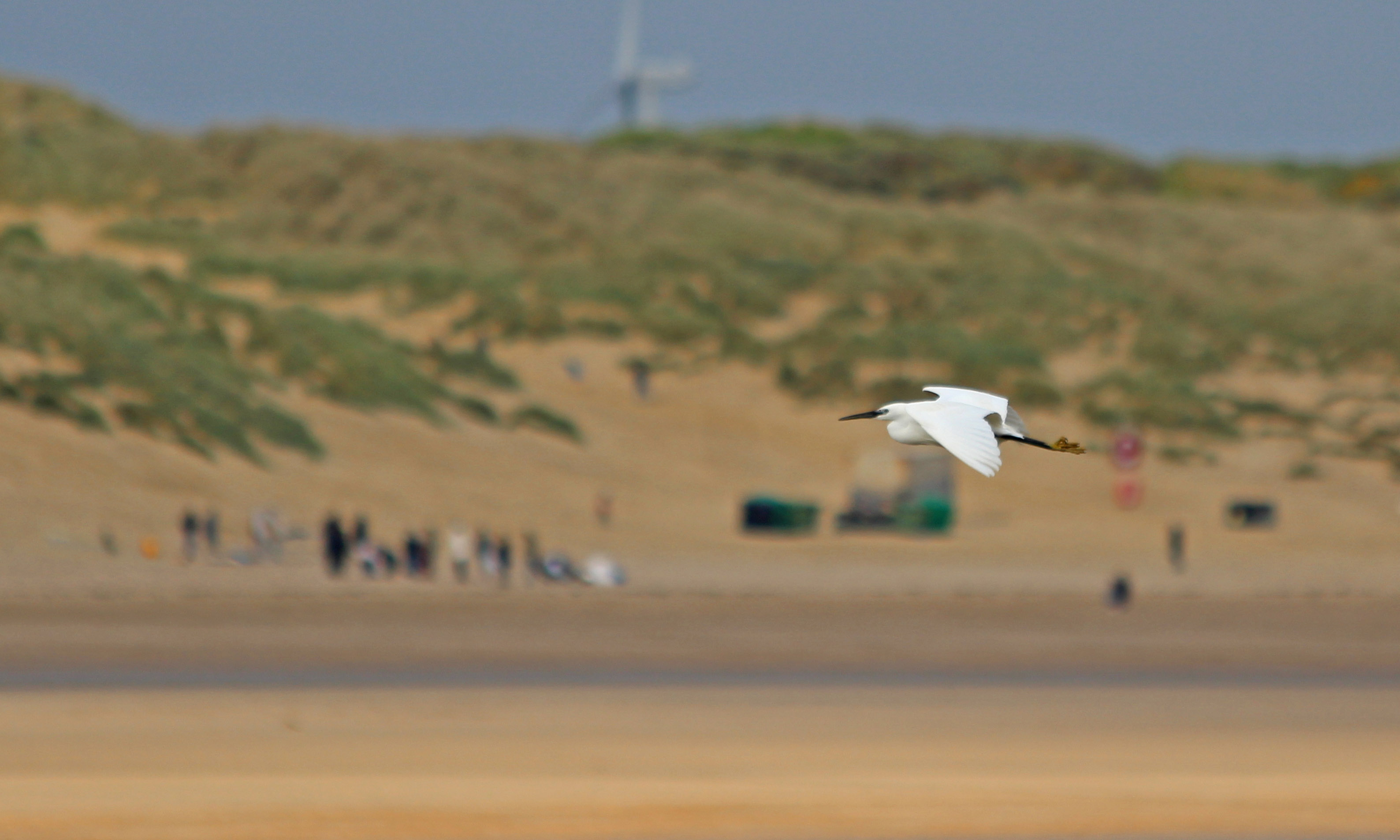 190516 little egret (2)