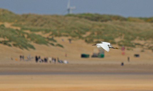 190516 little egret (2)