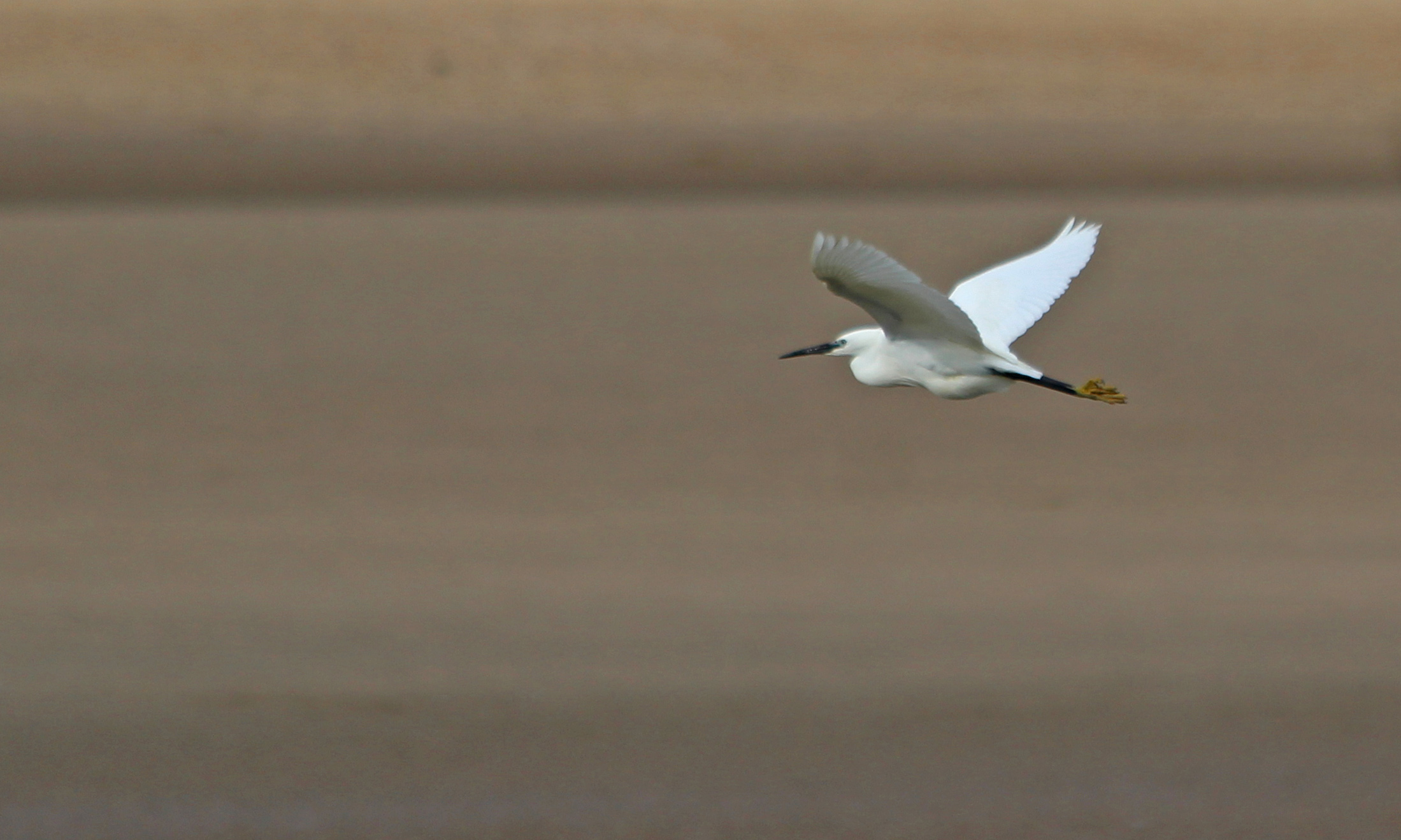 190516 little egret (3)