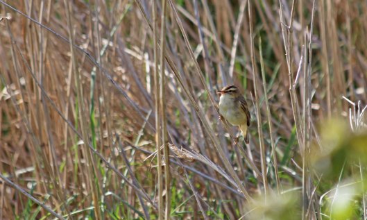 190517 sedge warblers (1)