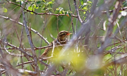 190517 sedge warblers (2)