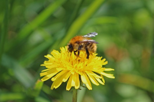 190518 Common carder bee