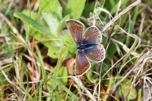 190519 common blue female