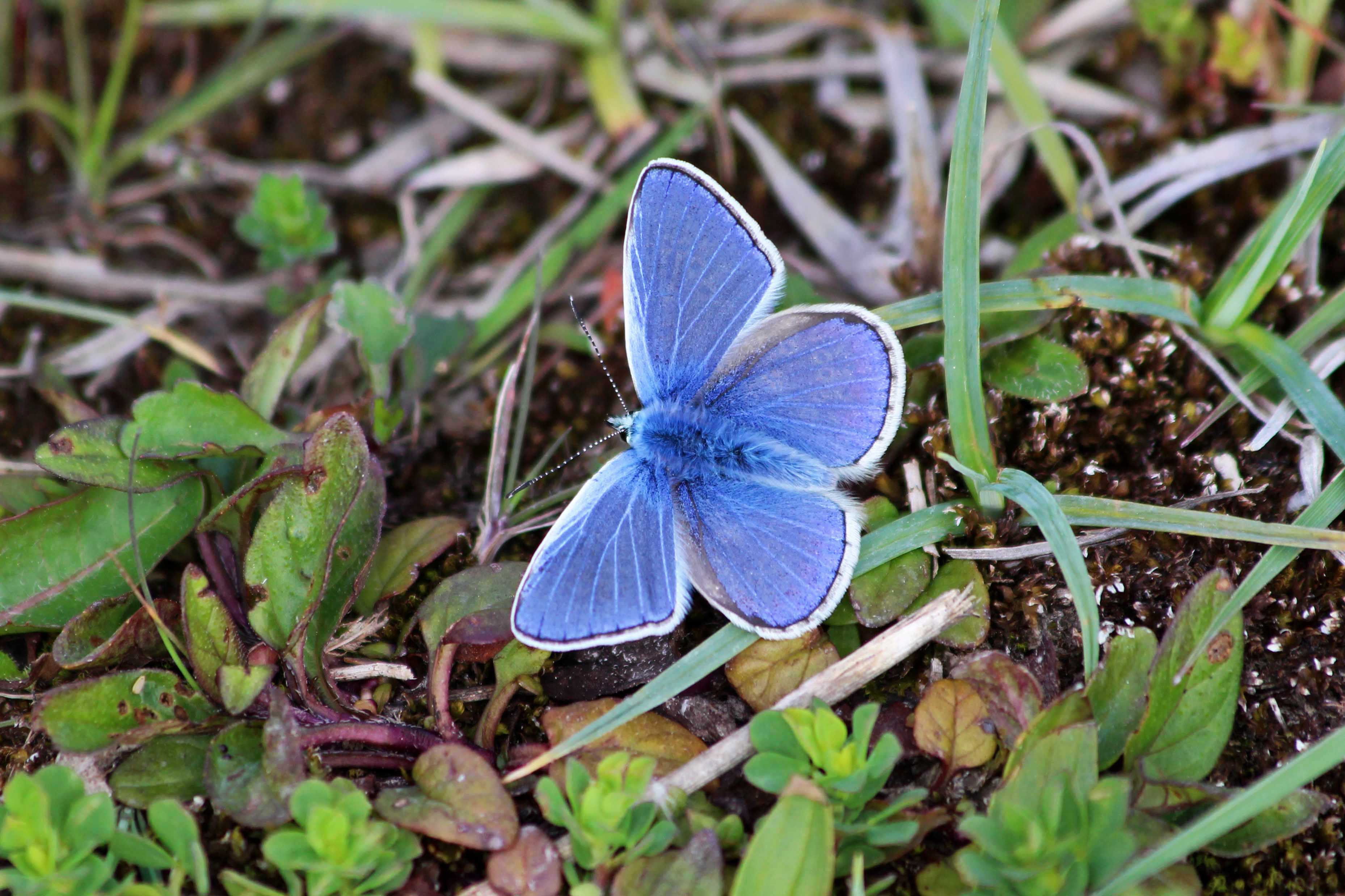 190519 common blue male