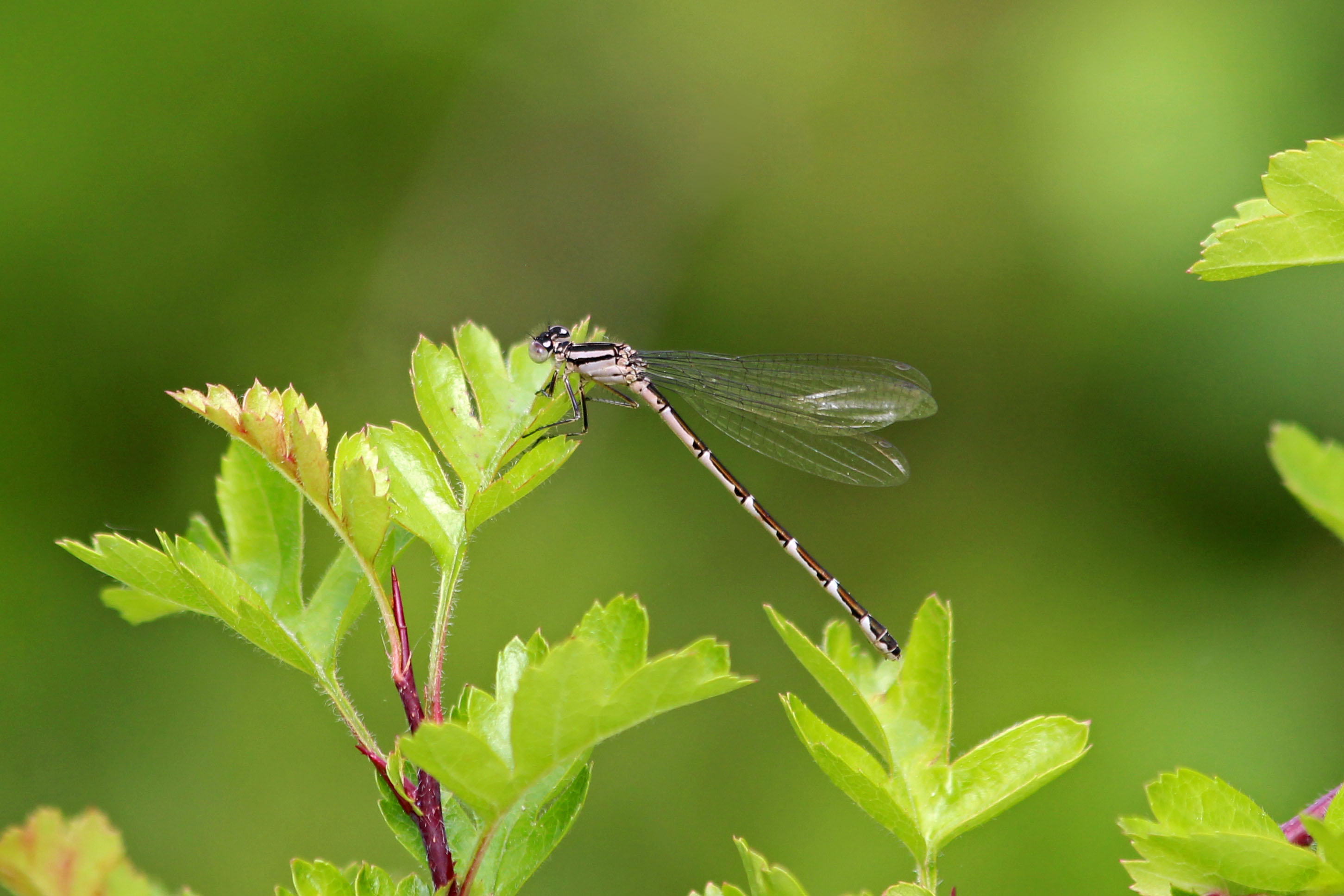 190519 damsel common blue female2
