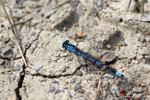 190519 damsel common blue male