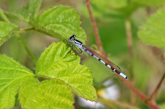 190519 damsel common blue newly emerged male