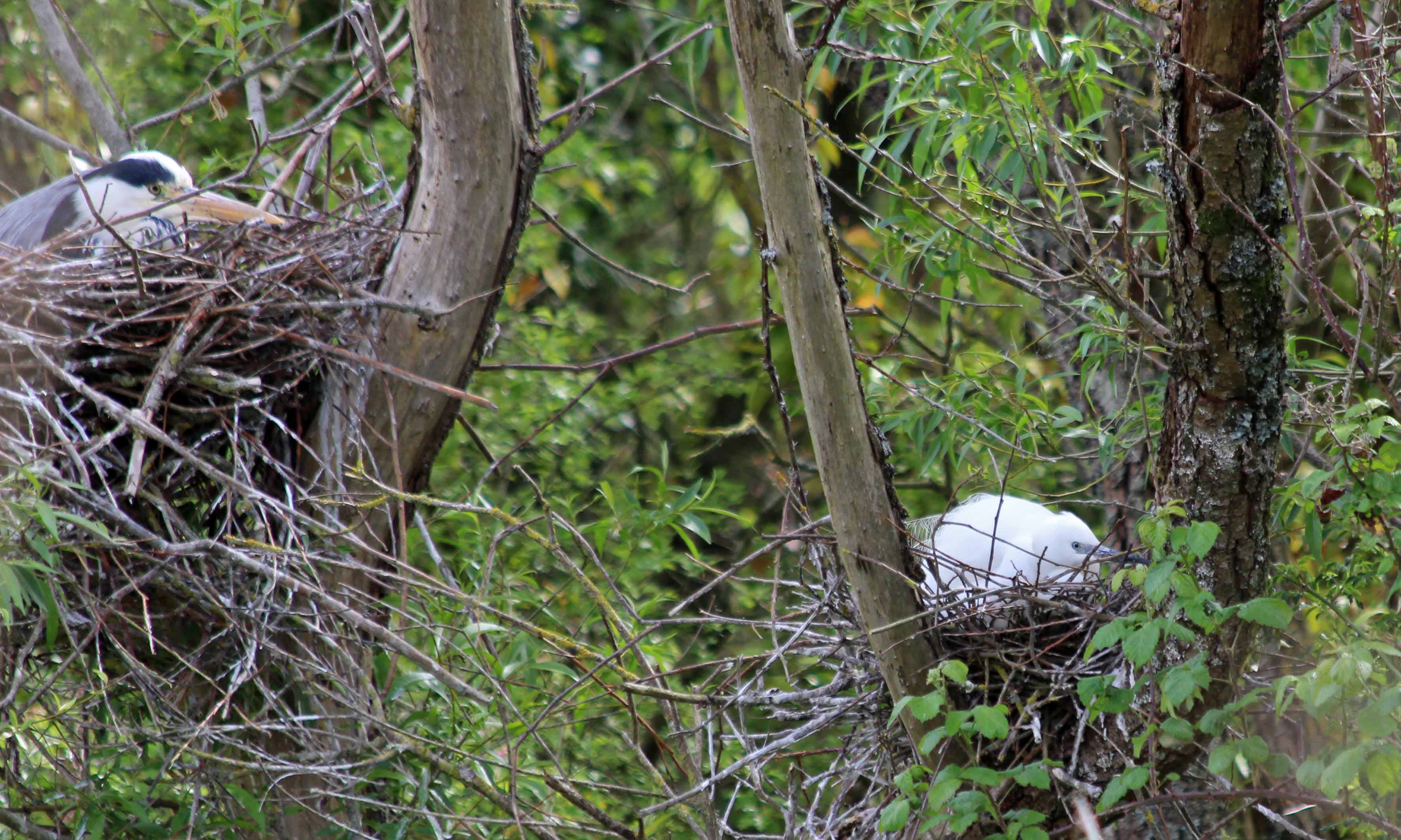 190522 nesting herons