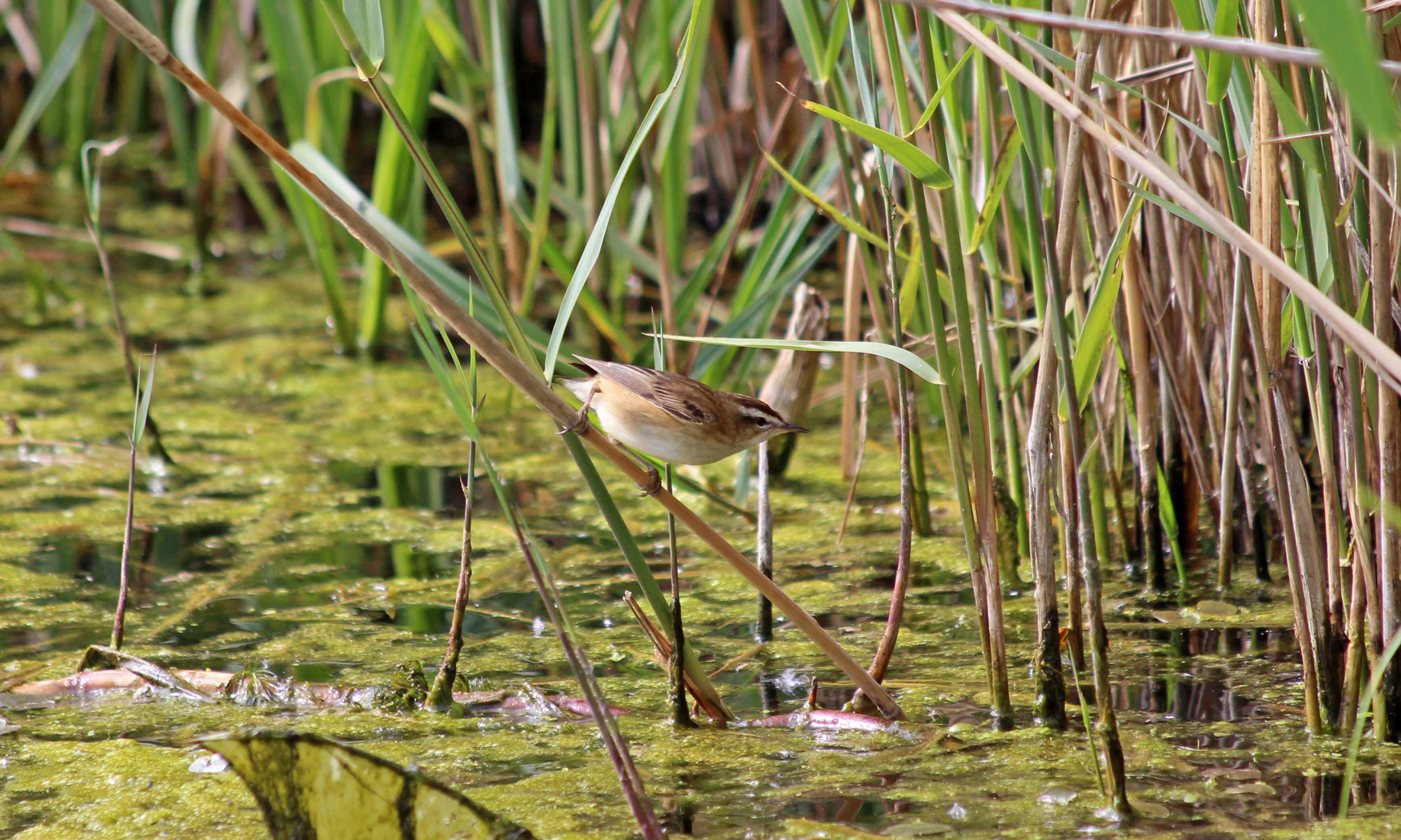 190522 sedge warbler